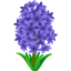 :hyacinth: 🪻